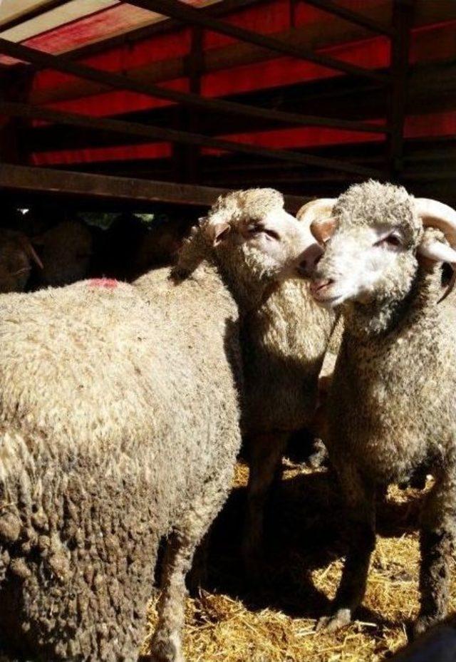 Edirne&rsquo;de 41 Adet K&uuml;pesiz Koyun Ele Ge&ccedil;irildi 1