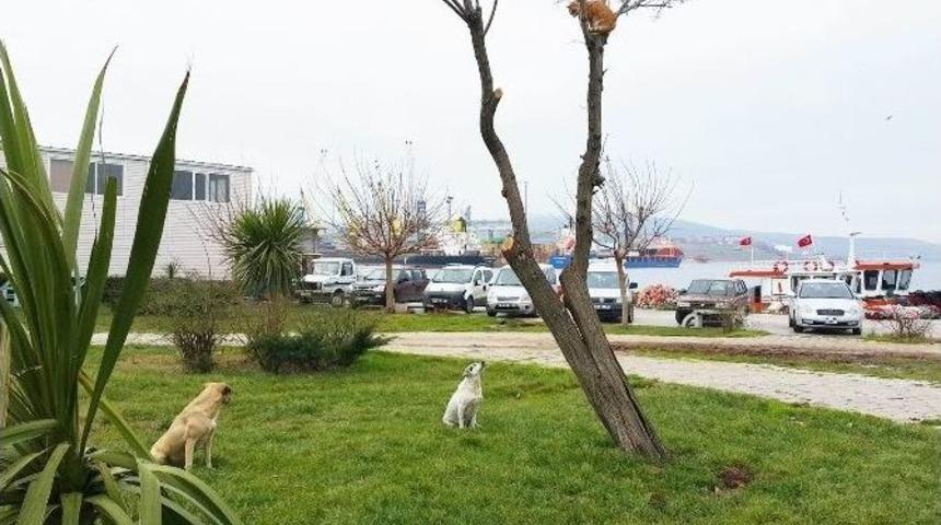 (&ouml;zel Haber) Bu K&ouml;pekler Neyi Bekliyor