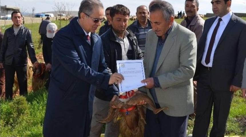 Damızlık Ko&ccedil; Dağıtım T&ouml;reni Yapıldı