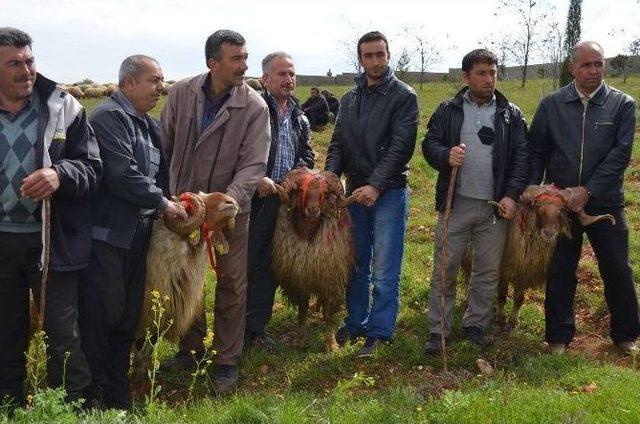 Damızlık Koç Dağıtım Töreni Yapıldı