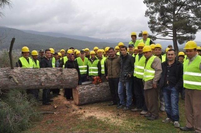 Ağaç Kesme Ve Boylama Kursiyerleri, Alanda Uygulama Yaptı