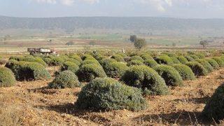 Isparta’da Lavantaya Orköy Desteği