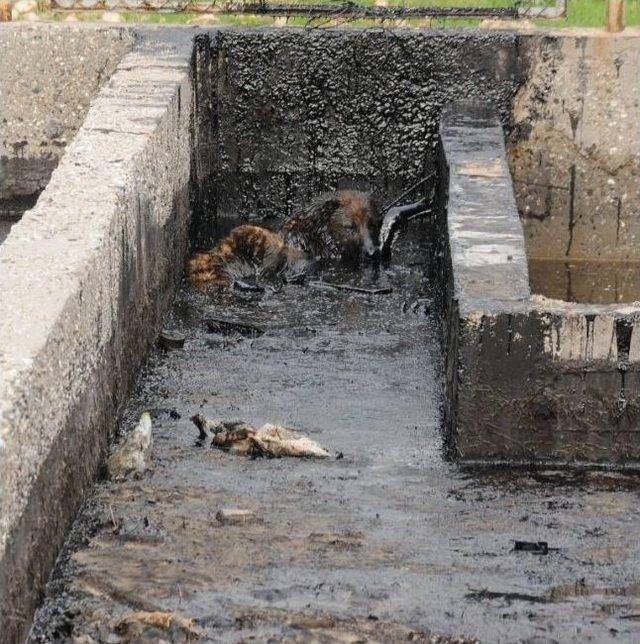 Köylüler Köpekleri İçin Petrol Kampına Saldırdı