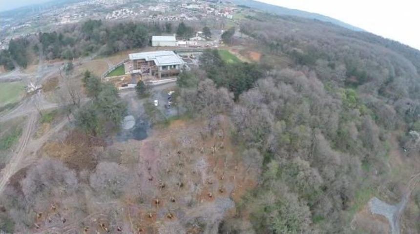 250 Ağa&ccedil; Yeni Yerinde