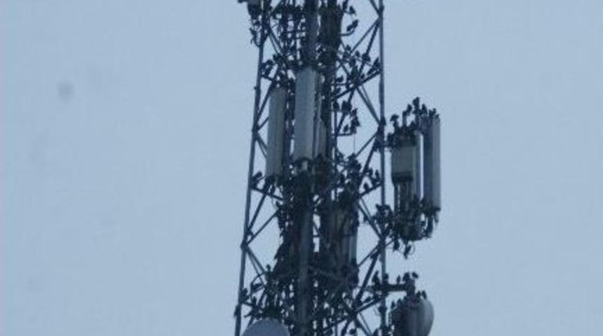 Sığırcık Kuşları Sapanca&rsquo;da Baz İstasyonunda Konuşlandı