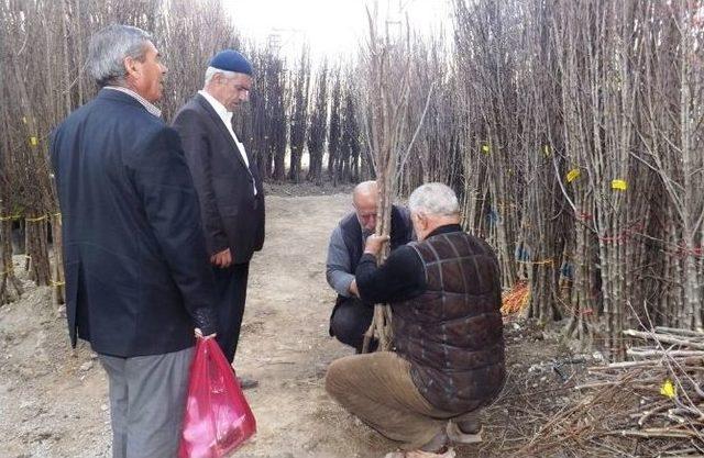 Van’da Fidan Satışları Başladı 1