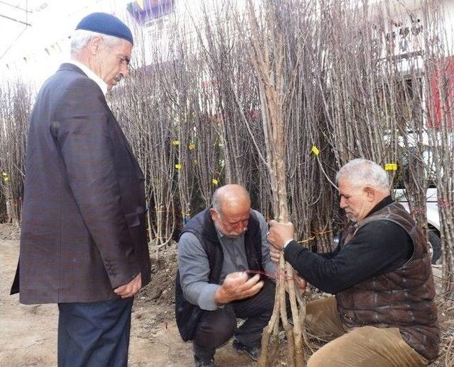Van’da Fidan Satışları Başladı 2