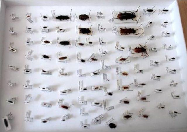 G&ouml;ller B&ouml;lgesi nde 20 den Fazla B&ouml;cek T&uuml;r&uuml; Bulundu 1