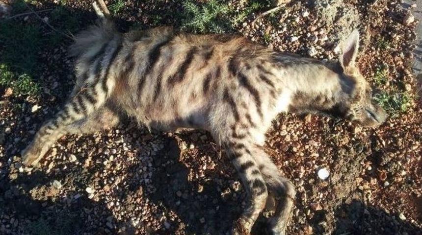 Sulama Kanalına Giren Sırtlan Telef Oldu