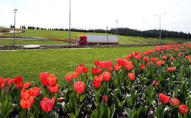 Denizli’de Park, Meydan Ve Kavşaklar Çiçek Açtı 1