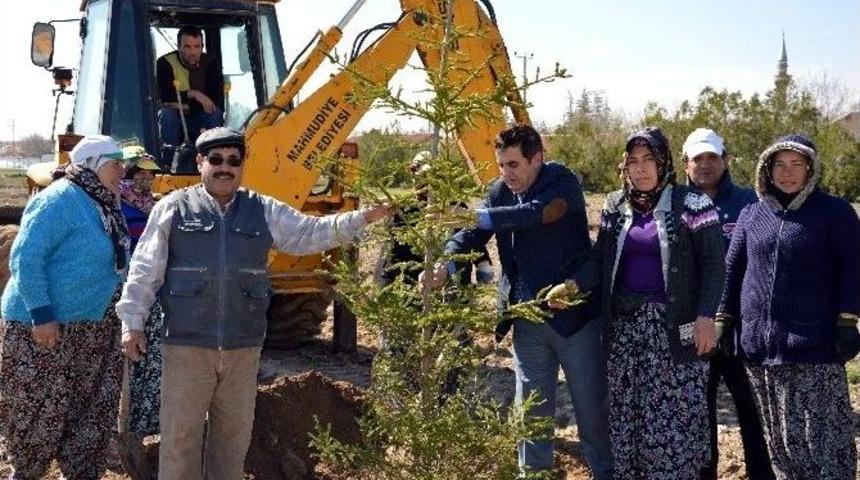 Mesudiye Mahallesi Yeşilleniyor