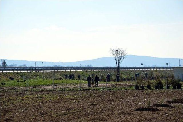 Mesudiye Mahallesi Yeşilleniyor