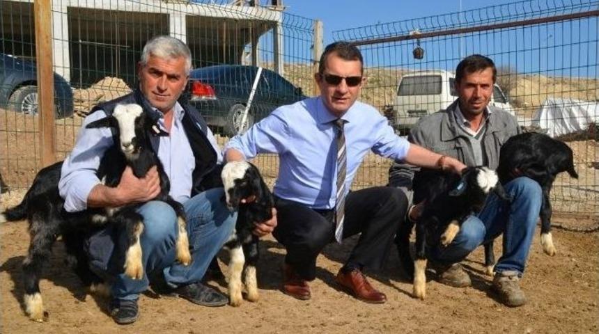 Mak&uuml; Rekt&ouml;r&uuml; Prof. Dr. Saatcı, &Uuml;niversitede Yetiştirilen Honamlı Ke&ccedil;i S&uuml;r&uuml;s&uuml;n&uuml; İnceledi