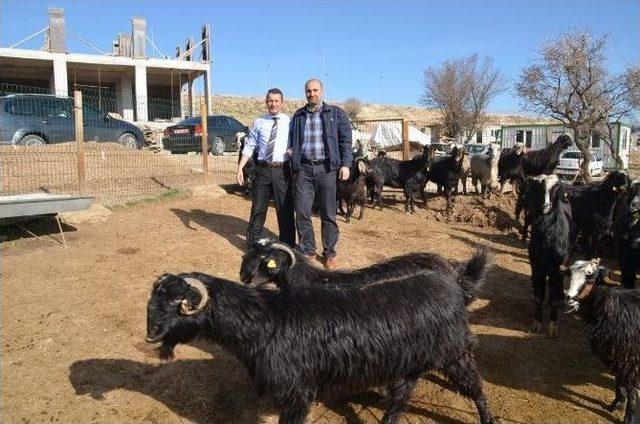 Makü Rektörü Prof. Dr. Saatcı, Üniversitede Yetiştirilen Honamlı Keçi Sürüsünü İnceledi 1