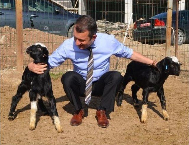 Makü Rektörü Prof. Dr. Saatcı, Üniversitede Yetiştirilen Honamlı Keçi Sürüsünü İnceledi 2