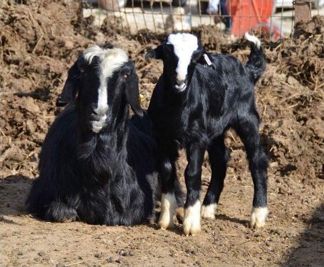 Makü Rektörü Prof. Dr. Saatcı, Üniversitede Yetiştirilen Honamlı Keçi Sürüsünü İnceledi 3