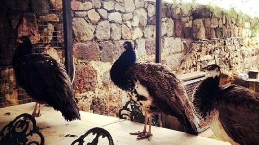 &Ccedil;ekimler Bitti Soluğu Bodrum'da Aldı