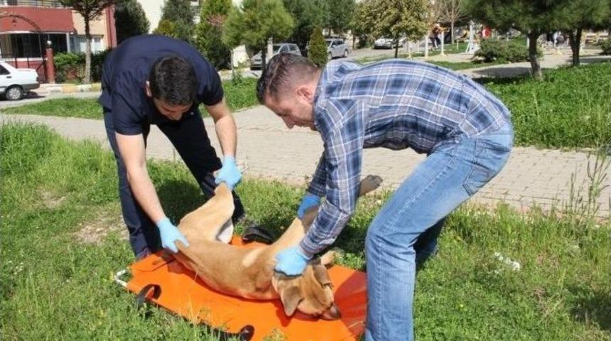 Hayvan Ambulansı İle Can Buluyorlar