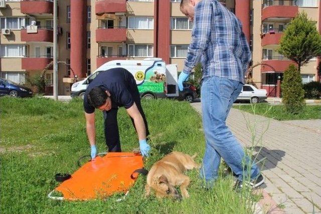 Hayvan Ambulansı İle Can Buluyorlar 1