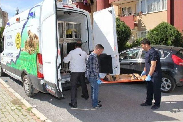 Hayvan Ambulansı İle Can Buluyorlar 2