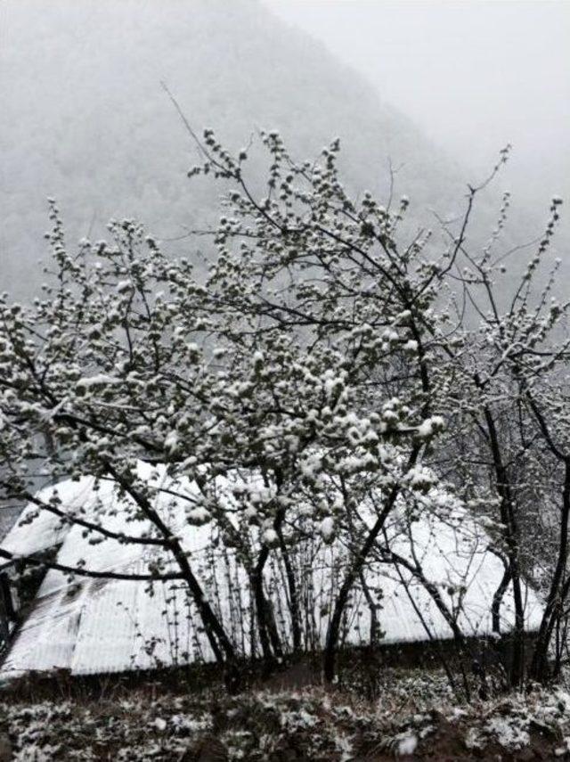 Fındıkta Tehlike &Ccedil;anları 1