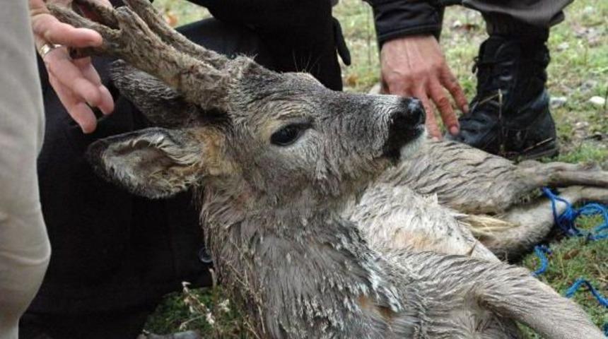 Su Kanalına D&uuml;şen Yaralı Karaca Kurtarıldı