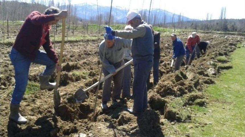 K&ouml;yde İmece Usul&uuml; 2 Bin Kavak Fidanı Dikildi