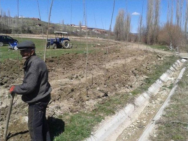 Köyde İmece Usulü 2 Bin Kavak Fidanı Dikildi