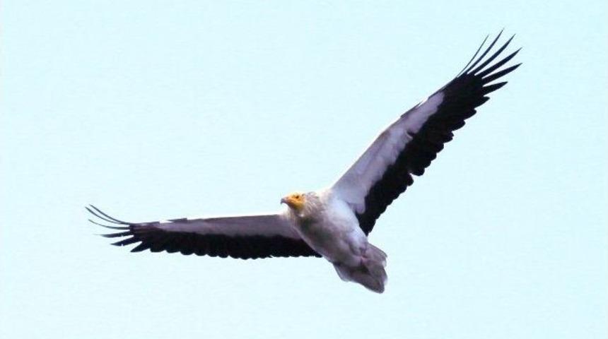 K&uuml;&ccedil;&uuml;k Akbabalar Beypazarı&rsquo;na D&ouml;n&uuml;yor