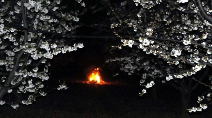 Dona Karşı Ateş Yakarak Meyve Ağa&ccedil;larını Korudular