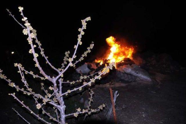 Dona Karşı Ateş Yakarak Meyve Ağaçlarını Korudular