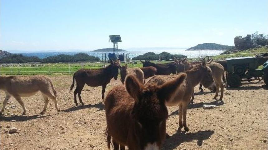 Eşek Adası&rsquo;ndaki Hayvanlar Koruma Altında