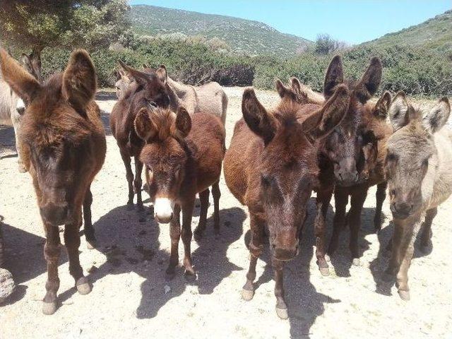 Eşek Adası’ndaki Hayvanlar Koruma Altında