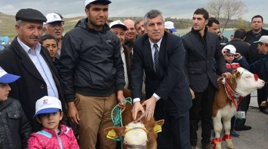 En G&uuml;zel Buzağı Yarışması Yapıldı