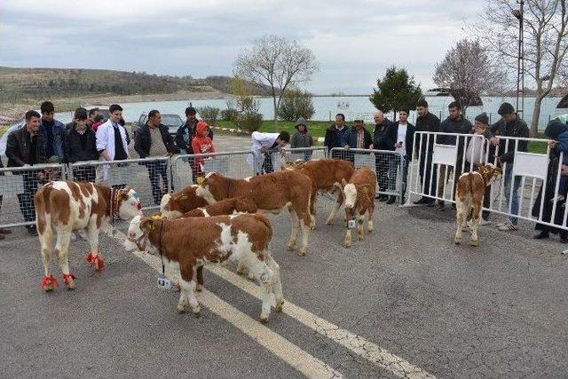 En Güzel Buzağı Yarışması Yapıldı