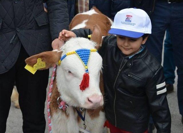 En Güzel Buzağı Yarışması Yapıldı