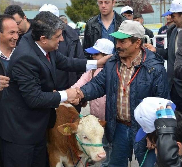 En Güzel Buzağı Yarışması Yapıldı