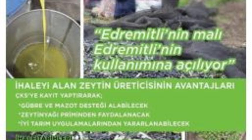Edremit&rsquo;in Zeytinlikleri 6 Yıllığına İcara &Ccedil;ıkıyor