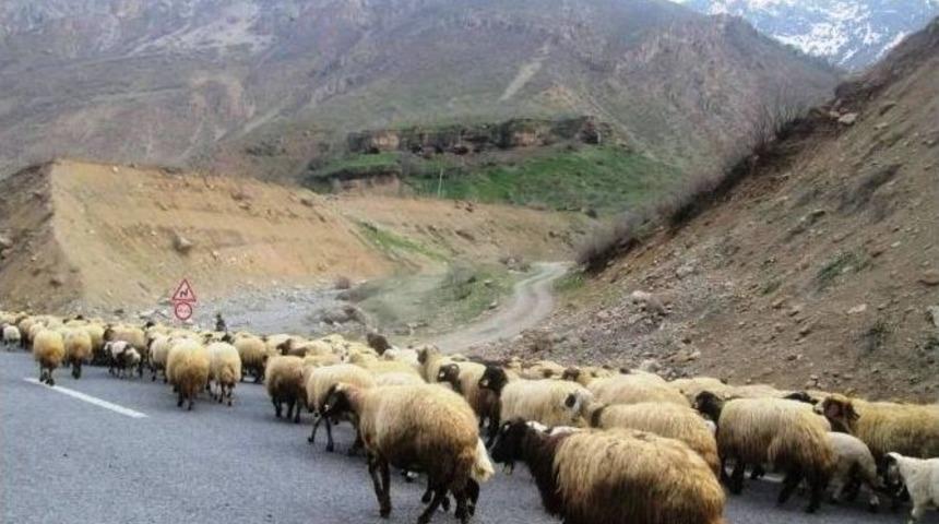 K&uuml;&ccedil;&uuml;kbaş Hayvanlar Meralara &Ccedil;ıkmaya Başladı