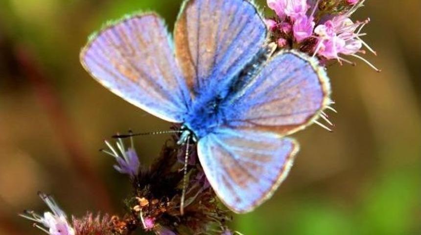 Zonguldak Biyoka&ccedil;ak&ccedil;ılıkla M&uuml;cadelede Kararlı