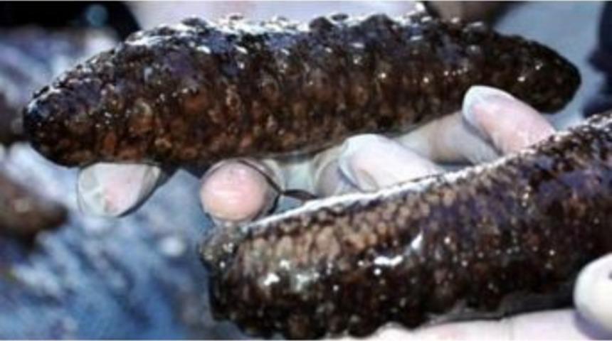 Ka&ccedil;ak Deniz Patlıcanı Avcılığıyla M&uuml;cadele S&uuml;r&uuml;yor