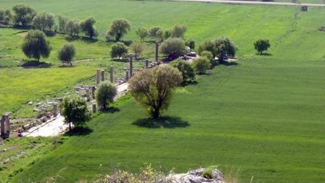 (&ouml;zel Haber) Antik Kentin Ortasına Buğday Ektiler