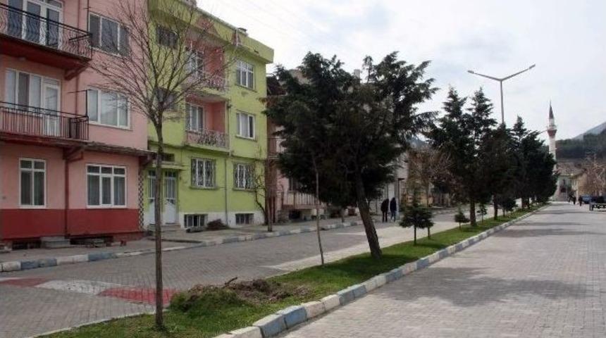 30 &Ccedil;am Ağacı Odun Yapıldığı İddiası