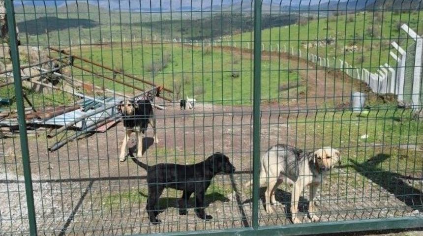 Sındırgı Belediyesi K&ouml;pek Barınağı İnşa Etti