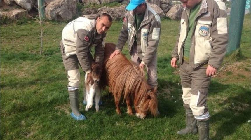 Hayvanat Bah&ccedil;esinin Yeni Yavrusu