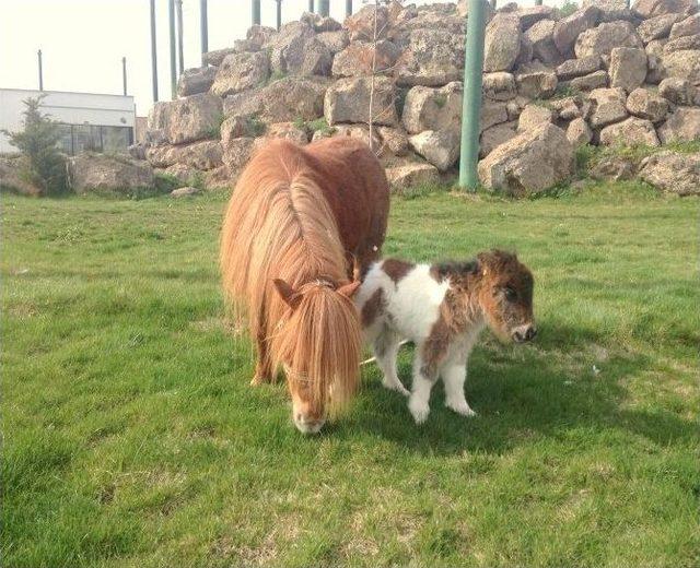Hayvanat Bah&ccedil;esinin Yeni Yavrusu 1