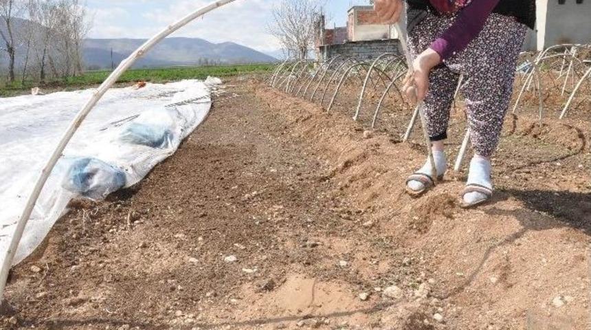 Bu Mahallenin Ge&ccedil;im Kaynağı Fide Seracılığı