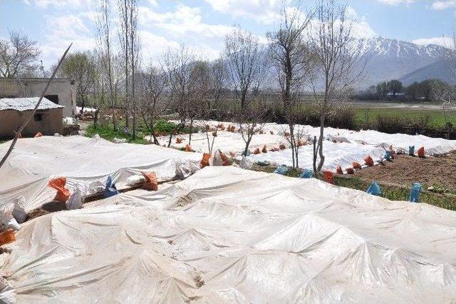 Bu Mahallenin Ge&ccedil;im Kaynağı Fide Seracılığı 2