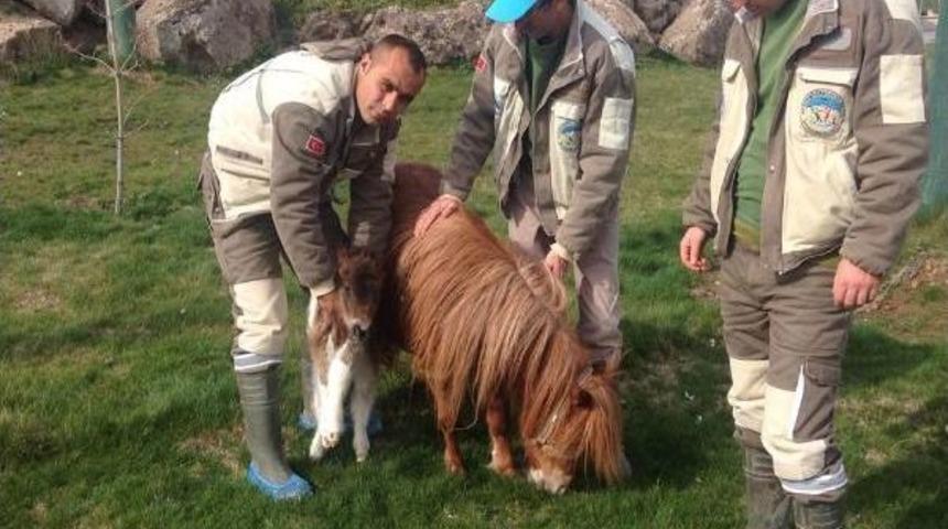 Kayseri Hayvanat Bah&ccedil;esi'nde Tay D&uuml;nyaya Geldi