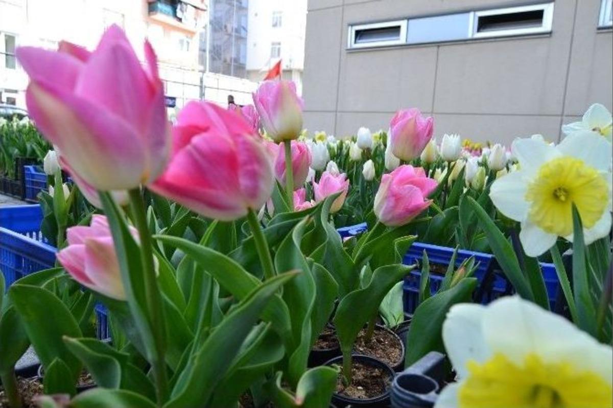 Kartal&rsquo;da Lale Zamanı